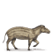 hyracotherium